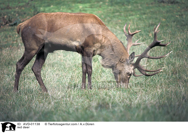 Rothirsch / red deer / AVD-01138