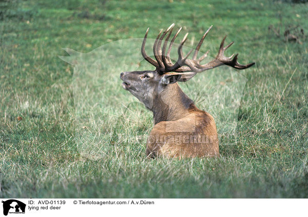 liegender Rothirsch / lying red deer / AVD-01139