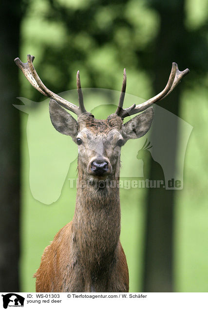 junger Rothirsch / young red deer / WS-01303