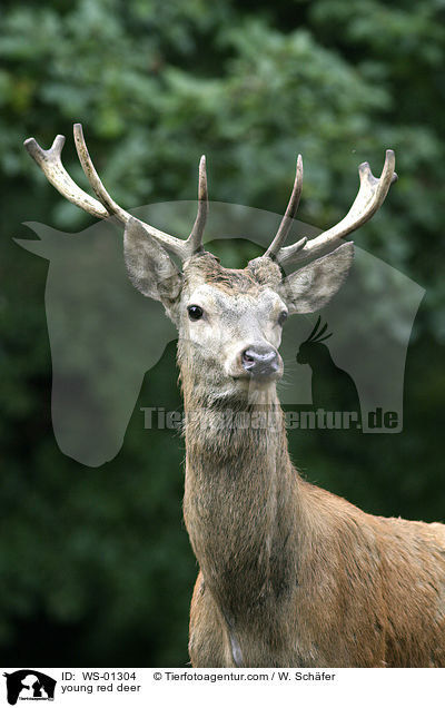junger Rothirsch / young red deer / WS-01304