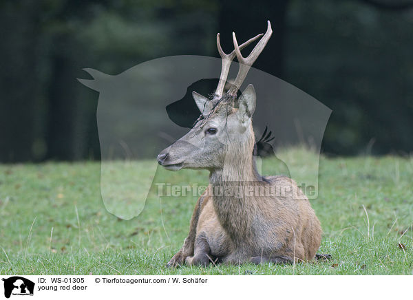 junger Rothirsch / young red deer / WS-01305