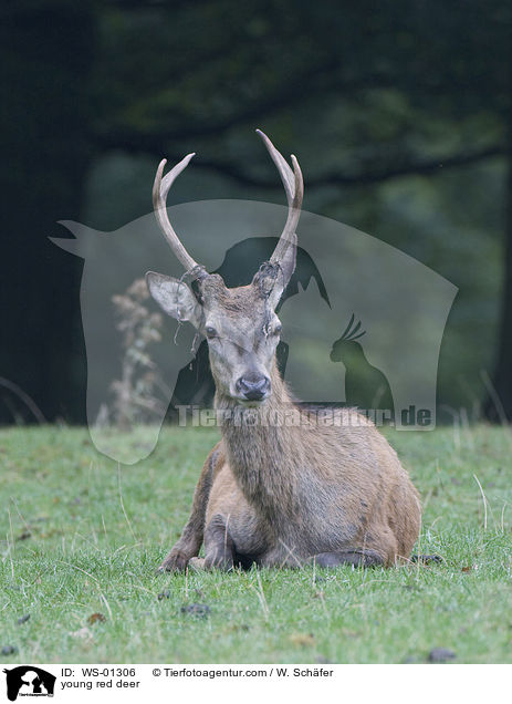 young red deer / WS-01306