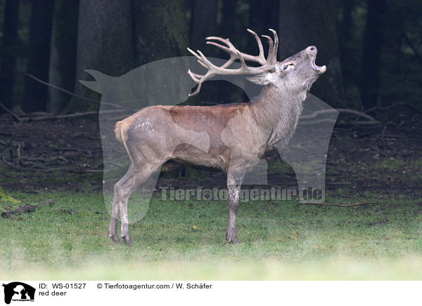 rhrender Rothirsch / red deer / WS-01527