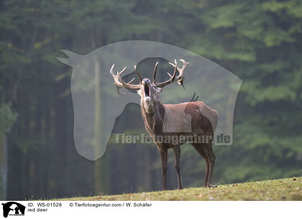 rhrender Rothirsch / red deer / WS-01528