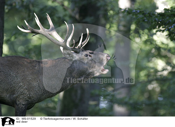 rhrender Rothirsch / red deer / WS-01529