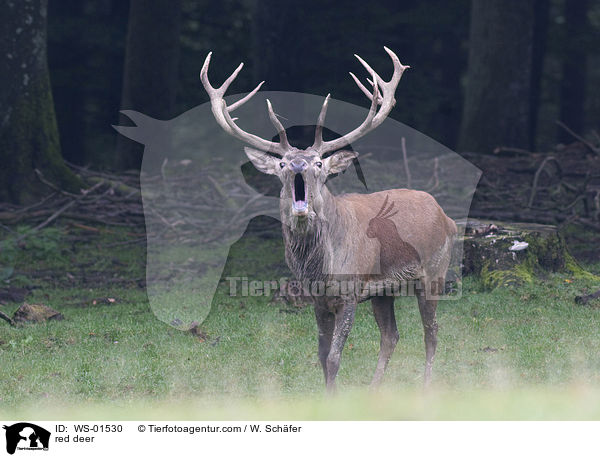 rhrender Rothirsch / red deer / WS-01530