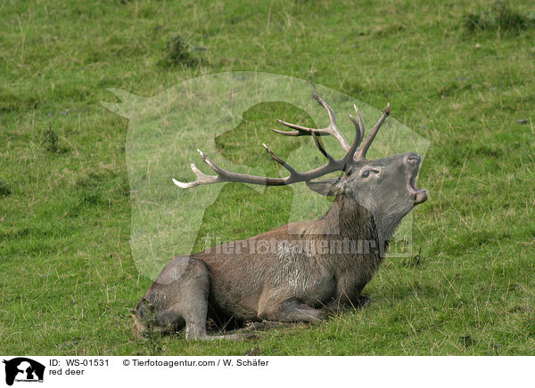 rhrender Rothirsch / red deer / WS-01531
