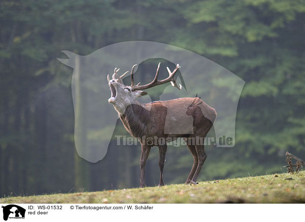 rhrender Rothirsch / red deer / WS-01532