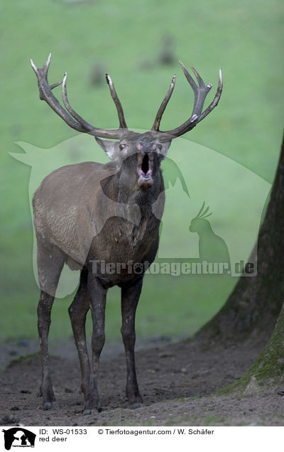rhrender Rothirsch / red deer / WS-01533