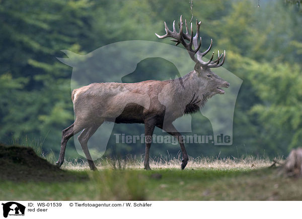 red deer / WS-01539