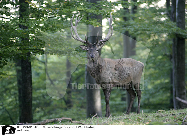 Rothirsch / red deer / WS-01540