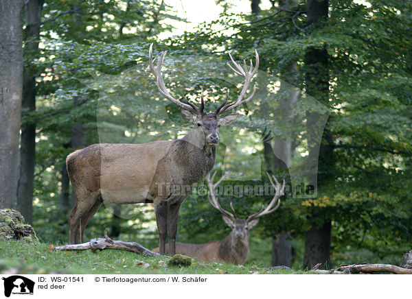Rothirsch / red deer / WS-01541