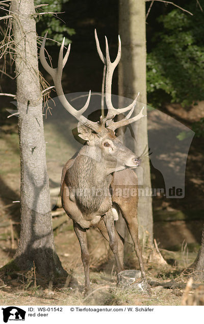 Rothirsch / red deer / WS-01542
