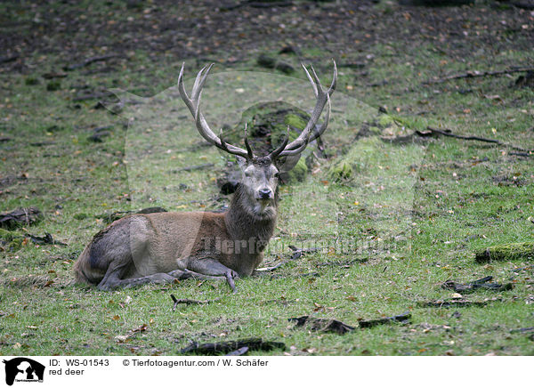 Rothirsch / red deer / WS-01543
