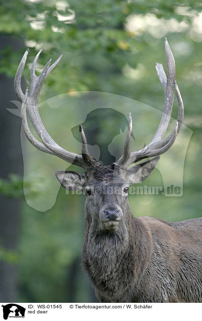 Rothirsch / red deer / WS-01545