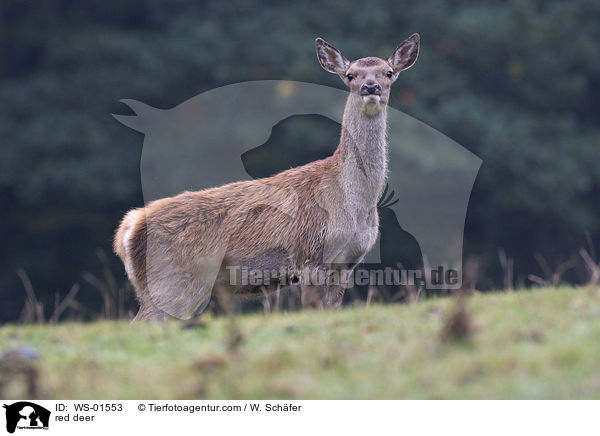 red deer / WS-01553