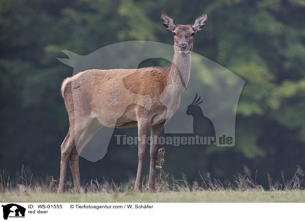 Rotwild / red deer / WS-01555