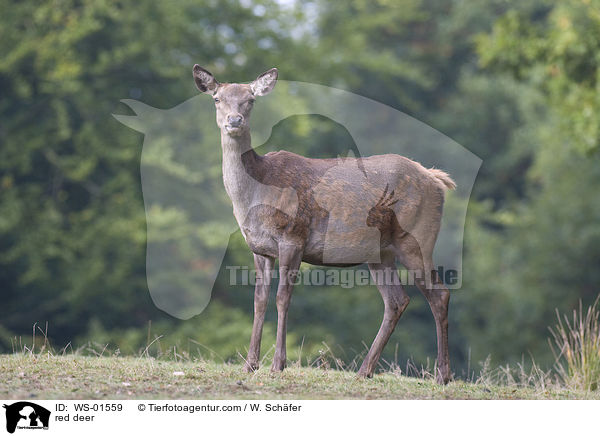 red deer / WS-01559