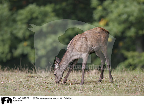 Rotwild / red deer / WS-01560