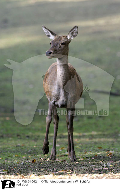 red deer / WS-01562