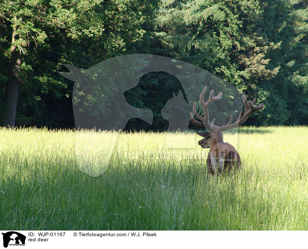 Rothirsch / red deer / WJP-01167