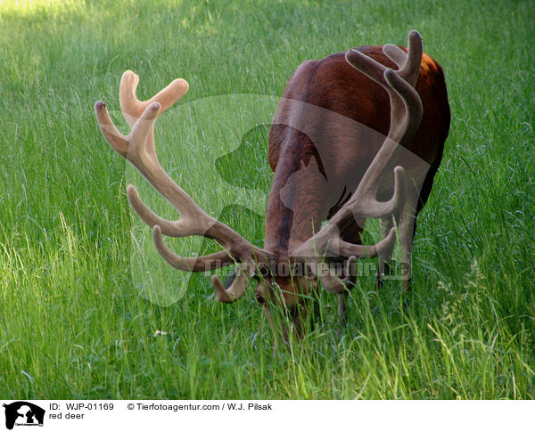 Rothirsch / red deer / WJP-01169