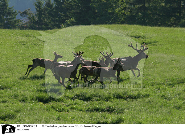 red deer / SS-03931
