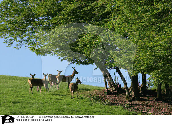Rotwild am Waldrand / red deer at edge of a wood / SS-03934