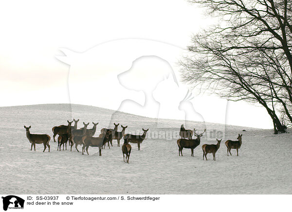 Rotwild im Schnee / red deer in the snow / SS-03937