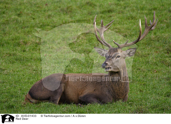 Rothirsch / Red Deer / AVD-01433