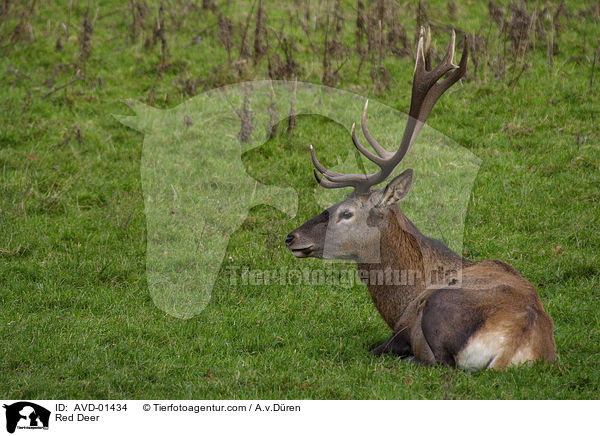 Rothirsch / Red Deer / AVD-01434