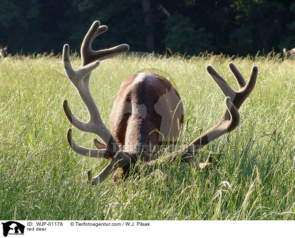 Rothirsch / red deer / WJP-01178