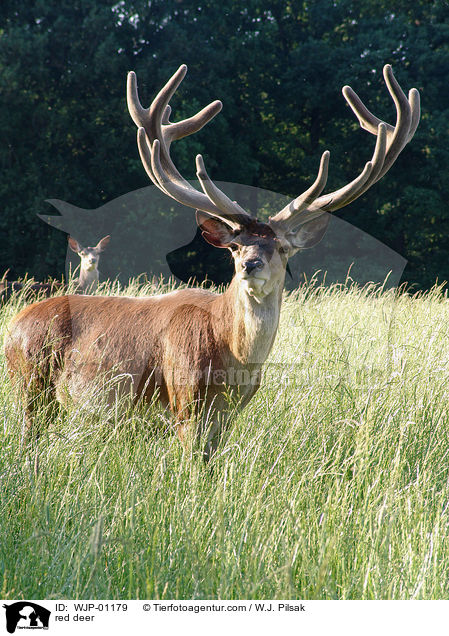 Rothirsch / red deer / WJP-01179