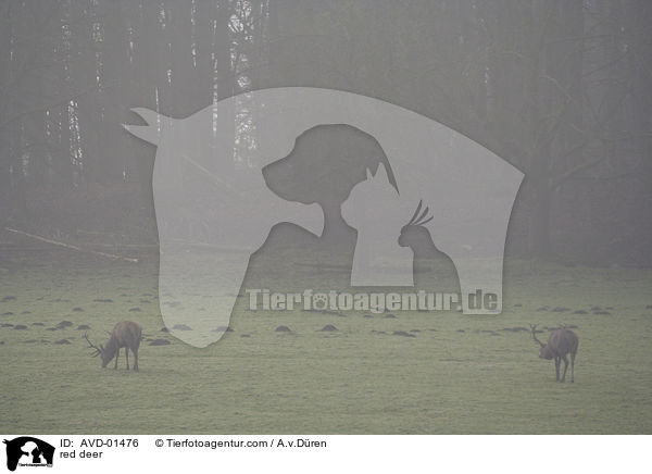 Rothirsch im Morgennebel / red deer / AVD-01476