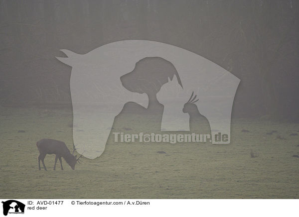 Rothirsch im Morgennebel / red deer / AVD-01477