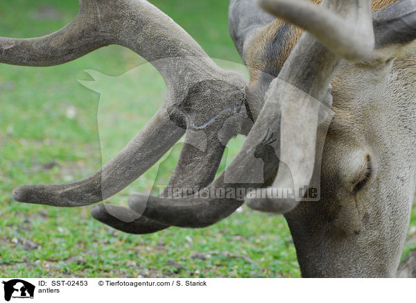 antlers / SST-02453