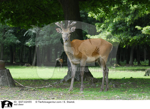 Rothirsch / red deer / SST-02455