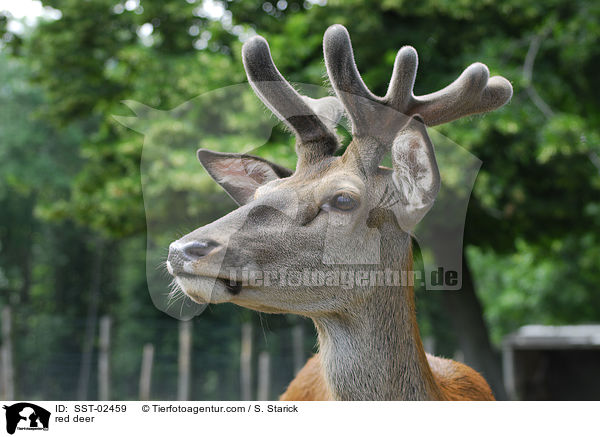 Rothirsch / red deer / SST-02459