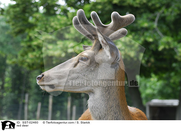 Rothirsch / red deer / SST-02460