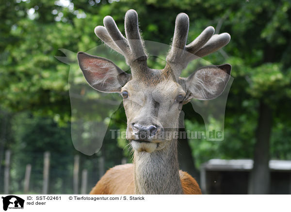 Rothirsch / red deer / SST-02461