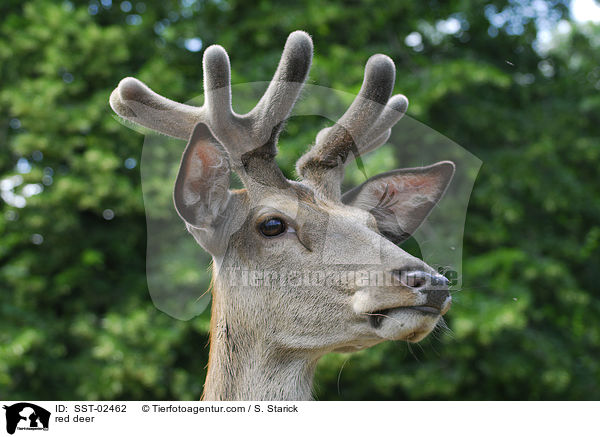 red deer / SST-02462