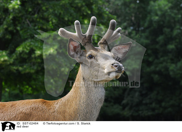 Rothirsch / red deer / SST-02464
