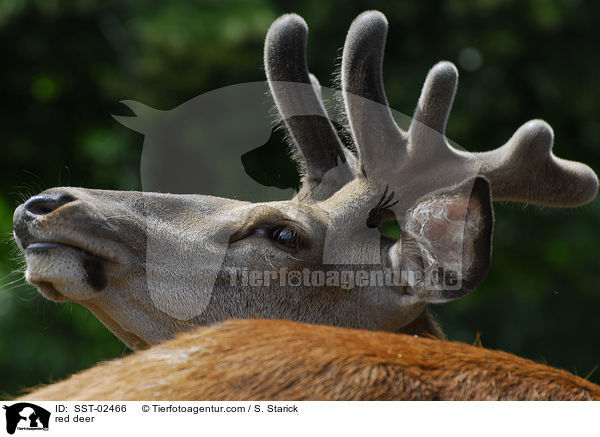 Rothirsch / red deer / SST-02466