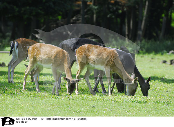 Rothirsch / red deer / SST-02469