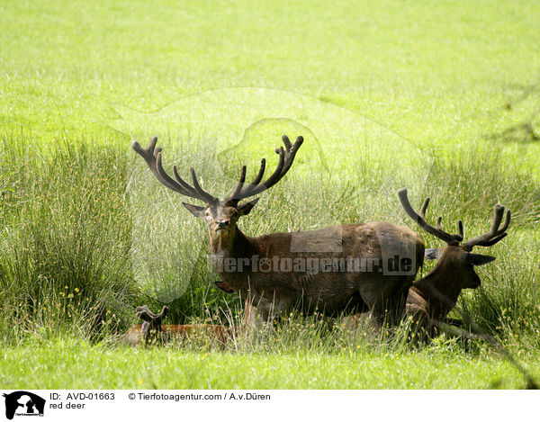 Rothirsche / red deer / AVD-01663