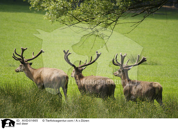 Rothirsche / red deer / AVD-01665