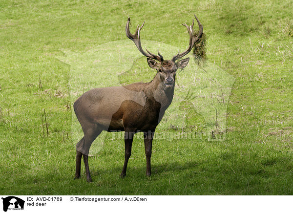 Rothirsch / red deer / AVD-01769
