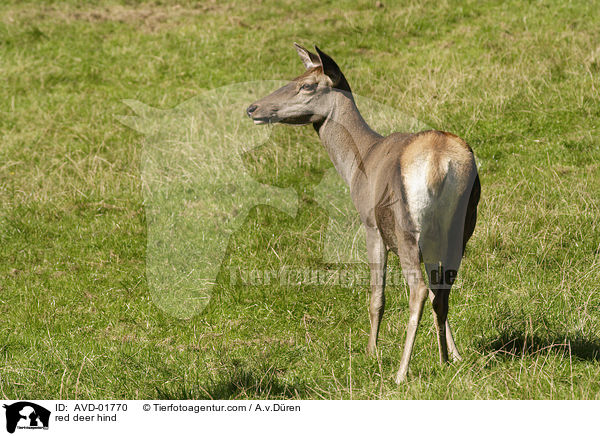 Hirschkuh / red deer hind / AVD-01770