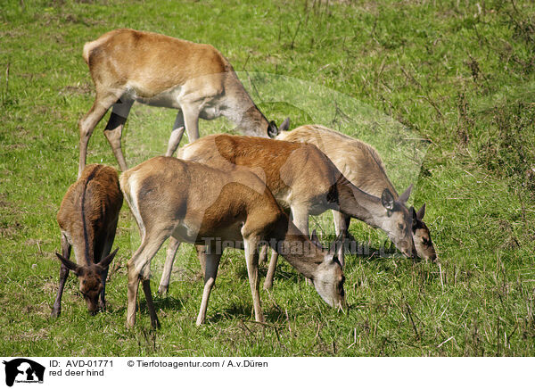 Hirschkuh / red deer hind / AVD-01771
