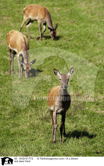 Hirschkuh / red deer hind / AVD-01772